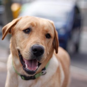 Happy Labrador